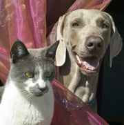 Cats and dogs to be culled to prevent AI spread