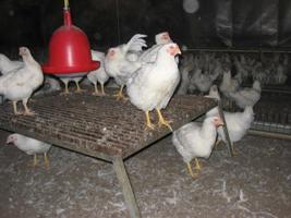 Minimising floor eggs in the lay house