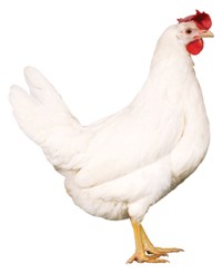NOVOgen white layer breeding stock underway in India