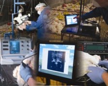 Aviagen developing unique genetic resource