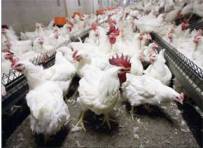 Mating behaviour and fertility of broiler breeder males