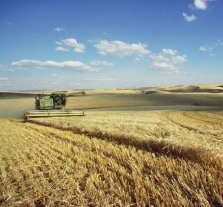 IPC: Feed grain costs negatively impacting poultry production