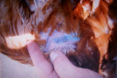 Ceva Poultry Vector Vaccine Symposium