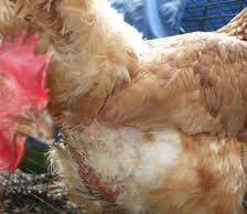 Research: Relationship between fearfulness and feather pecking