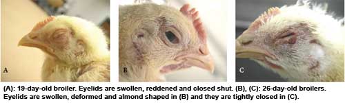 Harmful effects of ammonia on birds