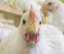 Study: GIPSA to cost brolier industry $1 billion