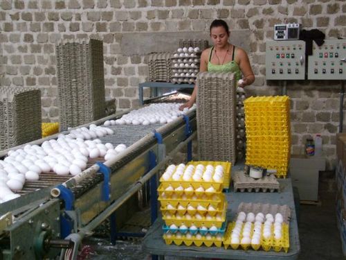 “Eggs of today” across Mexico