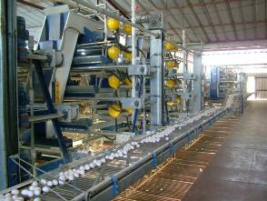 “Eggs of today” across Mexico
