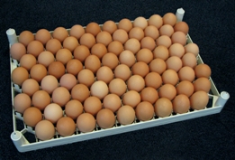 New installations and products from Chick Master