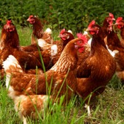 Production method influences bacteria’s antibiotic resistance