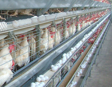 Cracks appear in NZ egg prices