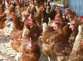 USDA offers conservation funding to organic producers