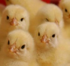 Maternal vaccine for passive protection against necrotic enteritis tested