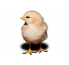 Preventing Marek’s disease starts with the chick