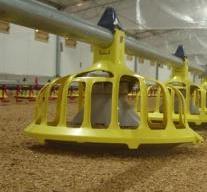 Dioxin contaminated feed causes poultry farms to be quarantined