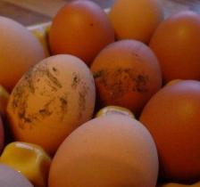 Research: The best way to wash an egg