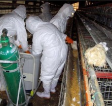 Japan: Thousands of chickens culled in bird flu outbreaks