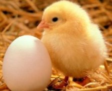 USDA amends HPAI requirements for importing poultry and eggs