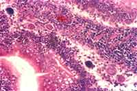 New in ovo coccidiosis vaccine establishes early immunity