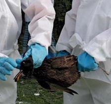 OIE confirms 14 cases of HPAI in South Korea