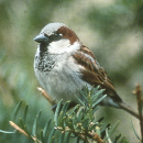 Small birds must be kept out of poultry farms