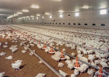 Meat and bonemeal seems benificial in broiler nutrition