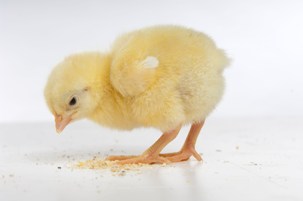 Intestinal flora and nutrition demand a true balance