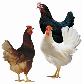 Breeding for 500 eggs in 100 weeks