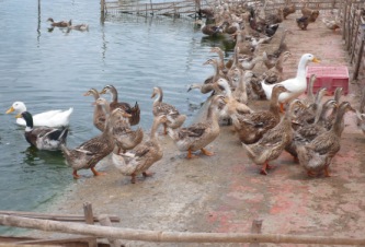 Small scale breeder farms still thriving in Vietnam