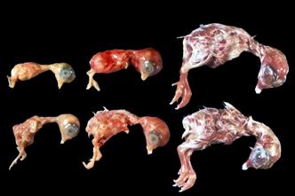 Infection affects embryonic development – Mycoplasma iowae in turkeys: Part 2