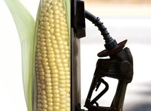 Poultry groups join coalition against extension of ethanol subsidy