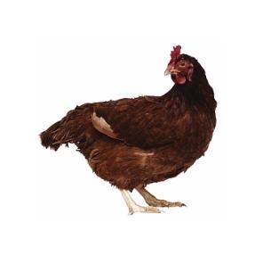 UK study examines empathetic nature of domestic hens