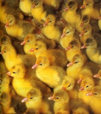 UK geese benefited from harsh winter, says survey