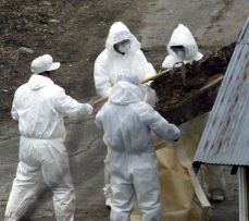 Japan confronted with a new bird flu outbreak