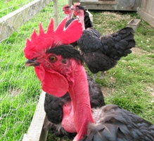 Cooling study may aid poultry production in hot climates
