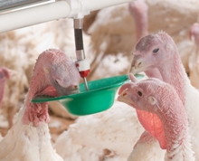 Ziggity develops adult turkey drinker