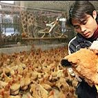 Live poultry market closes in Beijing