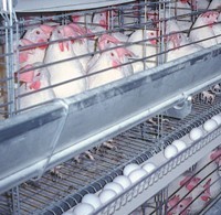 EU poultry producers must decide on conventional cage alternative