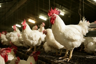 Vigorous males ensure fertile flocks