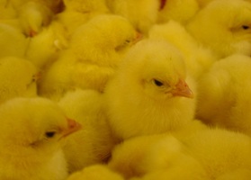 Overheated chick calculations
