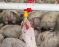 Keeping poultry farms operational on an economical basis