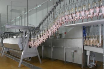 Scalding and plucking for optimum carcass quality and yield