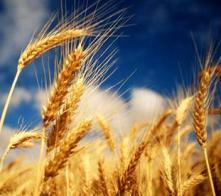 Study: The influence of cereal type on broiler performance