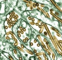 FAO: Eliminating H5N1 will take more than 10 years