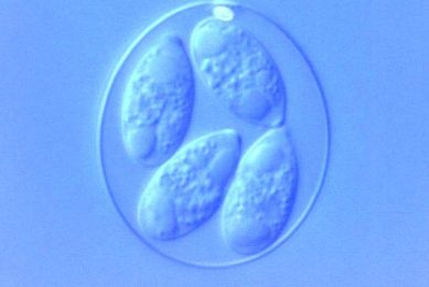 Innate immune response protects better against Eimeria tenella