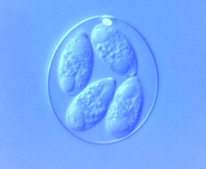 Innate immune response protects better against Eimeria tenella