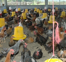Indonesia: AI outbreak in Kutai Kertanegara district