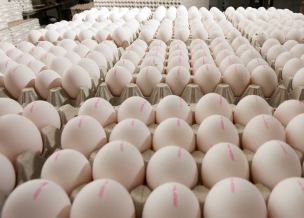 Perspectives and challenges for the EU egg sector
