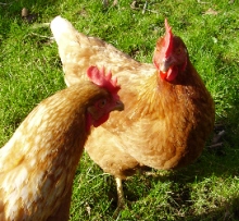 Bird flu discovered in The Netherlands