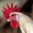Campylobacteriosis overtakes Salmonellosis